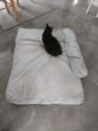 Le coussin (le chat n'est pas fourni)